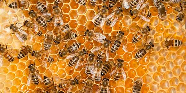 Types of Honey Bees