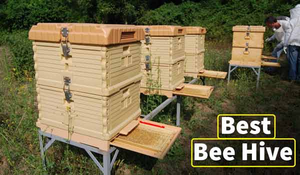 Top 10 Best Bee Hive Boxes – Reviews And Buying Guide