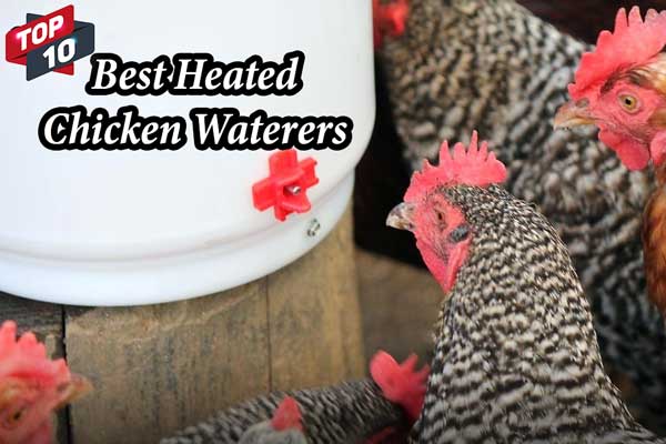 Best Chicken Waterers – Heated and Automatic Models Reviewed