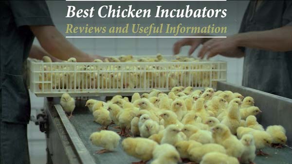 Top 10 Best Chicken Egg Incubators – Reviews and Useful Information