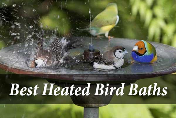 Top 10 Best Heated Bird Baths – Reviews and Buying Guide