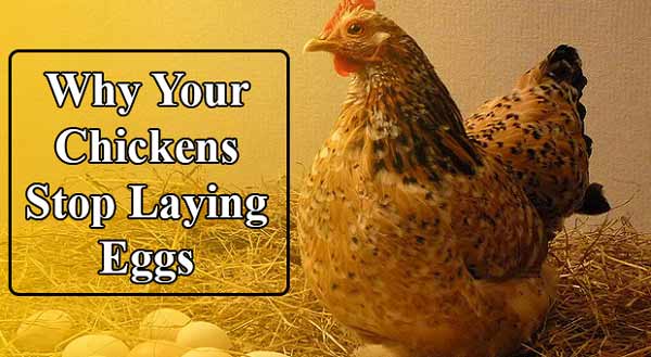 why chickens stop laying eggs