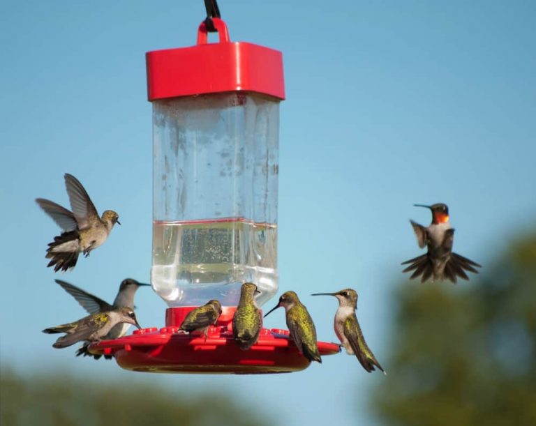 Homemade Hummingbird Nectar