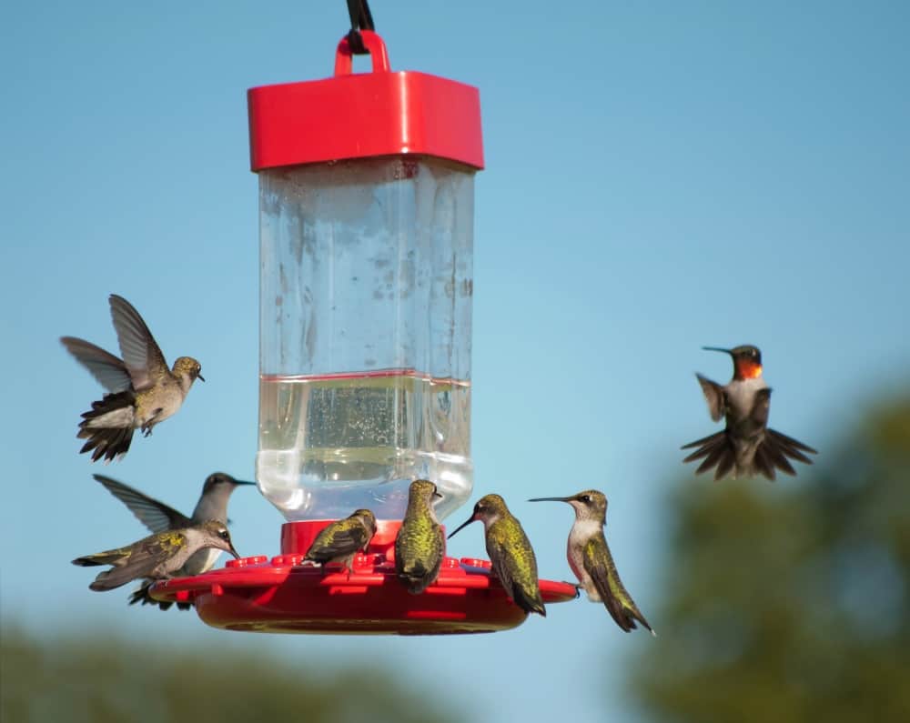 homemade hummingbird nectar