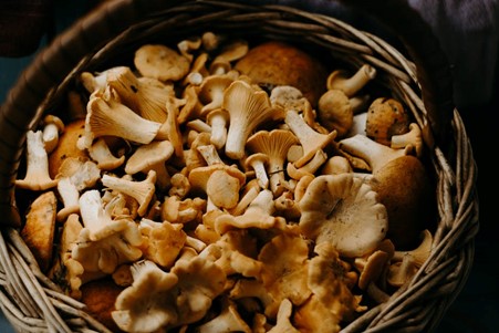 edible mushrooms