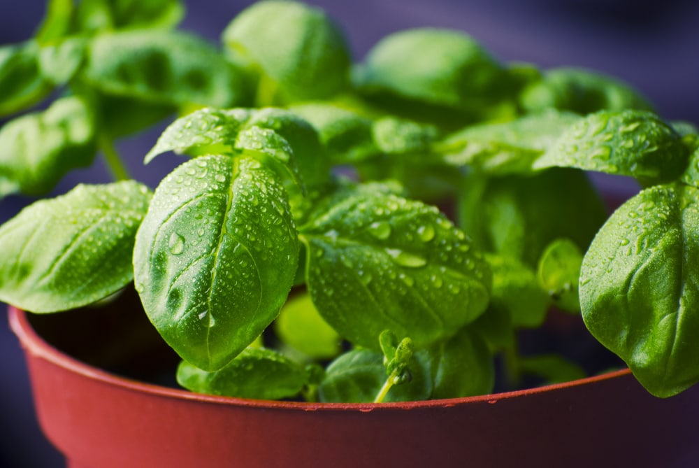 basil substitute for curry leaves