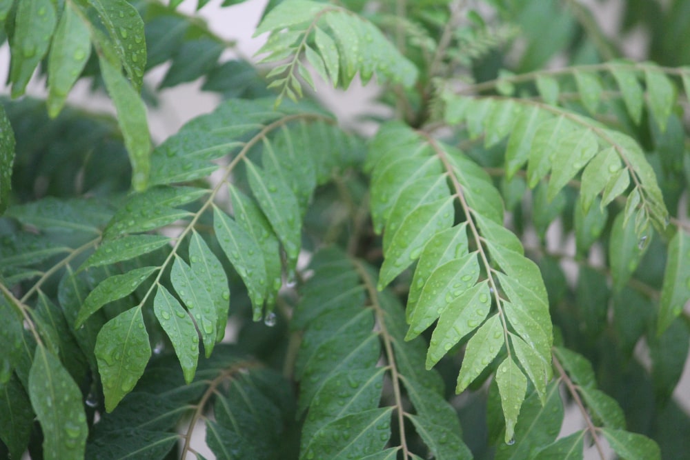 curry leaf tree