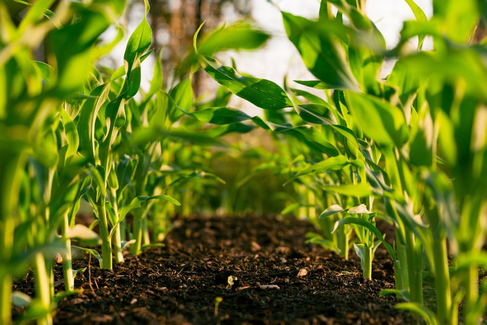 Ways you can Recycle Used Coffee Grounds