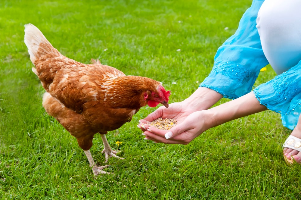 feeding free range chickens